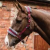 Mark Todd Fleece Lined Headcollar W/Lead Rope In Burgundy/Grey