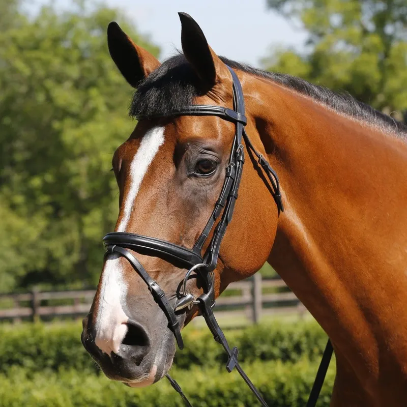 Mark Todd Performance Flash Bridle In Black