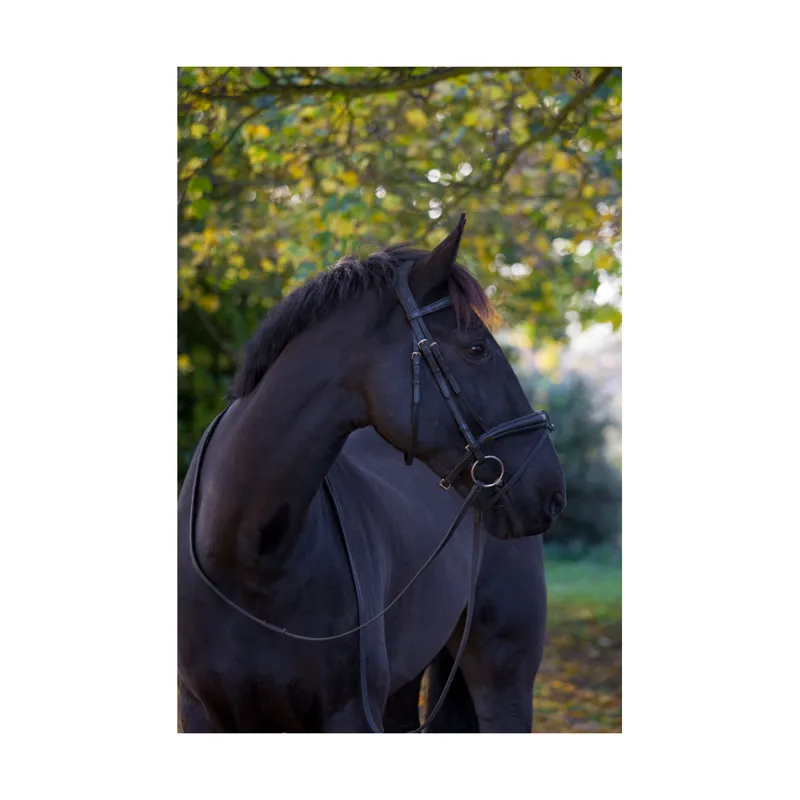 EcoRider Ecosoft Luxe Bridle - Brown