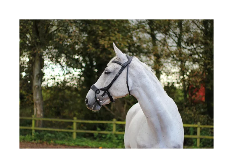 EcoRider Freedom Jump Bridle - Black - Image 5