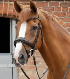 Premier Equine Favoloso Anatomic Bridle With Crank Noseband Brown